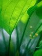 Detail of Tropical Foliage, Thailand Lámina fotográfica por Philip & Karen Smith