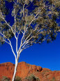 Gum Tree at Bungle Bungles, Purnululu National Park, Western Australia Photographic Print by John Banagan