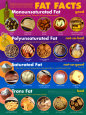 Fat Facts Póster plastificado