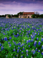 Field of Blubonnets, Marble Hill Area, Texas Photographie par Richard Cummins
