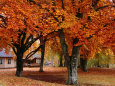 Beech Trees in Autumn at Medevi Brunn, Motala, Ostergotland, Sweden Fotografie-Druck von Anders Blomqvist