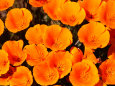 California Poppy Reserve, Antelope Valley, California Photographie par John Elk III