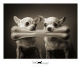 Pip and Squeak Art Print by Ron Schmidt