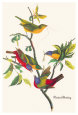 John James Audubon Pósteres