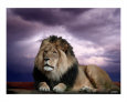 The King Photographic Print by Bill Stephens