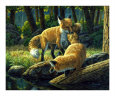 Crista Forest Posters