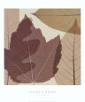 Four Leaves II Kunstdruk van Steven N. Meyers