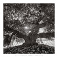 Under Camperdown Elm, Prospect Park Lámina por Henri Silberman