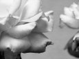 Rose Petals II Premium Poster av Nicole Katano