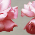 Rose Petals I Premium Poster van Nicole Katano