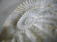 Fossil Shells I Premium Poster van Nicole Katano