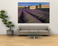 Lavender Field, Provence, France Wall Mural by Gavriel Jecan
