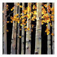 Aspen Grove Lámina por Michael O'Toole
