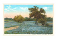 Flower Fields (Vintage Photography) Posters
