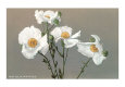 Blommor (vintagefotografier) Posters
