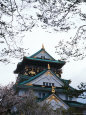 Osaka Castle and Cherry Blossom Trees, Osaka, Japan