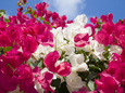 Bougainvillea, Cayman Brac, Cayman Islands, Caribbean Photographic Print by Greg Johnston