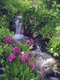 Wildflowers Along Flowing Stream in an Alpine Meadow, Rocky Mountains, Colorado, USA Lámina fotográfica por Christopher Talbot Frank