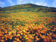 California Poppies, Lake Elsinore, California, USA Photographie par Christopher Talbot Frank