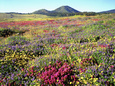 Wildflowers Near Lake Cuyamaca and Stonewall Peak, Cuyamaca Rancho State Park, California, USA Fotografisk tryk af Christopher Talbot Frank