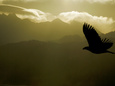 Silhouette of Bald Eagle Flying Against Mountains and Sky, Homer, Alaska, USA Photographic Print by Arthur Morris