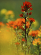 Red Indian Paintbrush Flower in Springtime, Nature Conservancy Property, Maxton Plains Fotografie-Druck von Mark Carlson