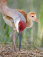 Photographies couleur de grues Affiches