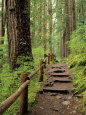 Rainforest with Trail, Sol Duc Valley, Olympic National Park, Washington, USA Photographie par Jamie & Judy Wild