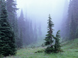 Fir Trees and Fog, Mt. Rainier National Park, Washington, USA Photographie par Jamie & Judy Wild