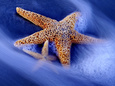 Two Starfish on Beach, Hilton Head Island, South Carolina, USA Lámina fotográfica por Charles R. Needle