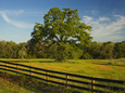 Wildflowers of Paintbrush and Blue Bonnets, Gay Hill Area, Texas, USA Lámina fotográfica por Darrell Gulin