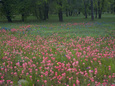 Phlox Posters