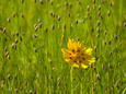 Grass Heads and Lone Coreopsis Flower Near Industry, Texas, USA Fotografie-Druck von Darrell Gulin