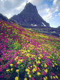 Wildflowers in Summer, Glacier National Park, Montana, USA Photographie par Christopher Talbot Frank