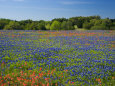 Blue Bonnets and Indian Paintbrush with Oak Trees in Distance, Near Independence, Texas, USA Photographic Print by Darrell Gulin