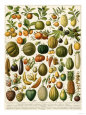 Botanical Illustration (Decorative Art) Posters