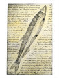 William Clark's Sketch of a Trout in the Lewis and Clark Expedition Diary Giclee Print