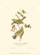 Black-Throated Green Wood Warbler Art Print by John James Audubon