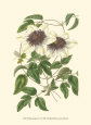 Blossoming Vine VI Art Print by Sydenham Teast Edwards