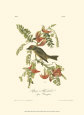 Pipiry Flycatcher Lámina por John James Audubon