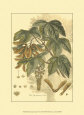 Antique Sycamore Tree Art Print by John Miller (Johann Sebastien Mueller)