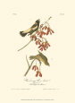 Wandering Rice Bird Art Print by John James Audubon