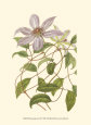 Blossoming Vine III Art Print by Sydenham Teast Edwards