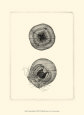 Sepia Jellyfish Lámina