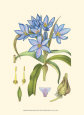 Periwinkle Blooms III Reproduction d'art par Samuel Curtis