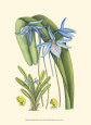 Periwinkle Blooms IV Reproduction d'art par Samuel Curtis