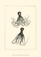 Sepia Octopus Lámina