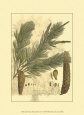 Antique Weymouth Pine Tree Art Print by John Miller (Johann Sebastien Mueller)