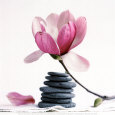 Magnolia Reproduction d'art par Amelie Vuillon