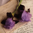 Rose sur Livres II Lámina por Celine Sachs-jeantet